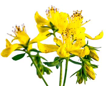 Екстракт от жълт кантарион