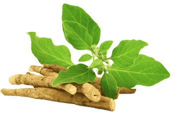 Екстракт от ашваганда