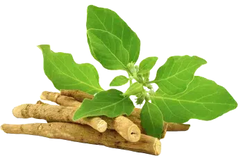 Ашваганда на прах