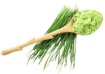 Ечемичена трева