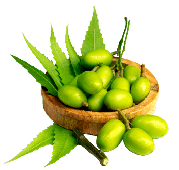 Масло от нийм